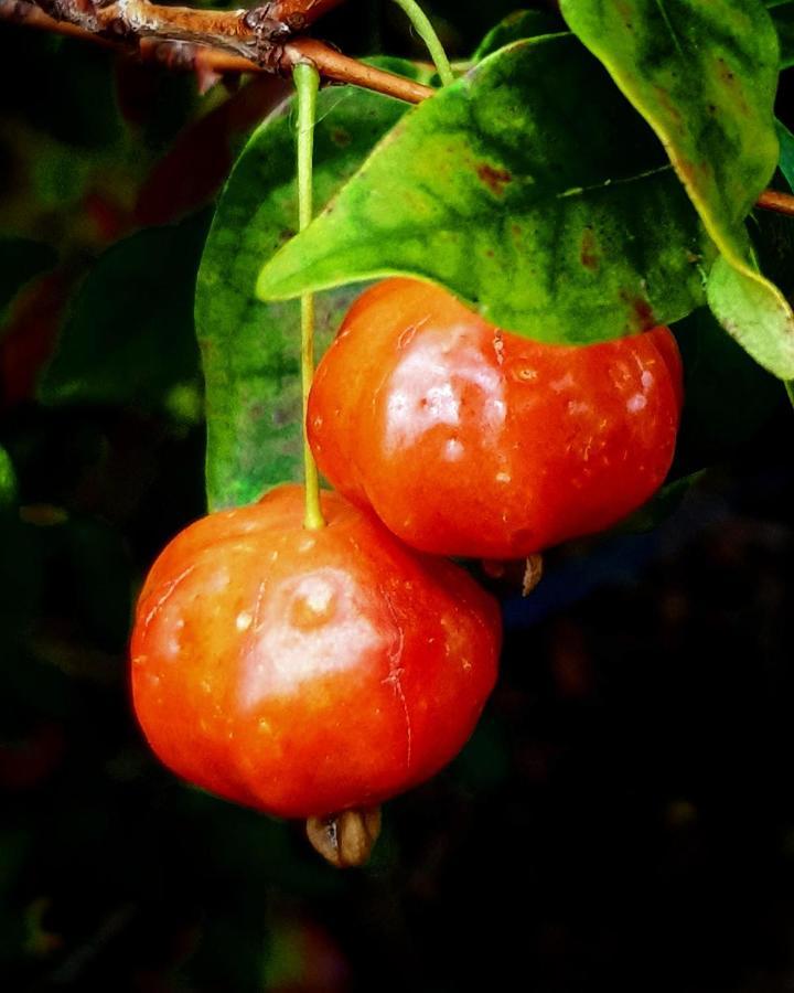 فندق Quinta Do Cabouco ريبيرا برافا المظهر الخارجي الصورة