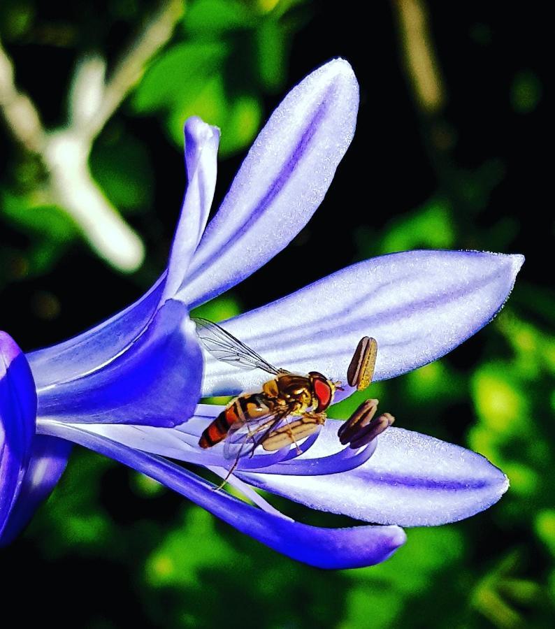 فندق Quinta Do Cabouco ريبيرا برافا المظهر الخارجي الصورة