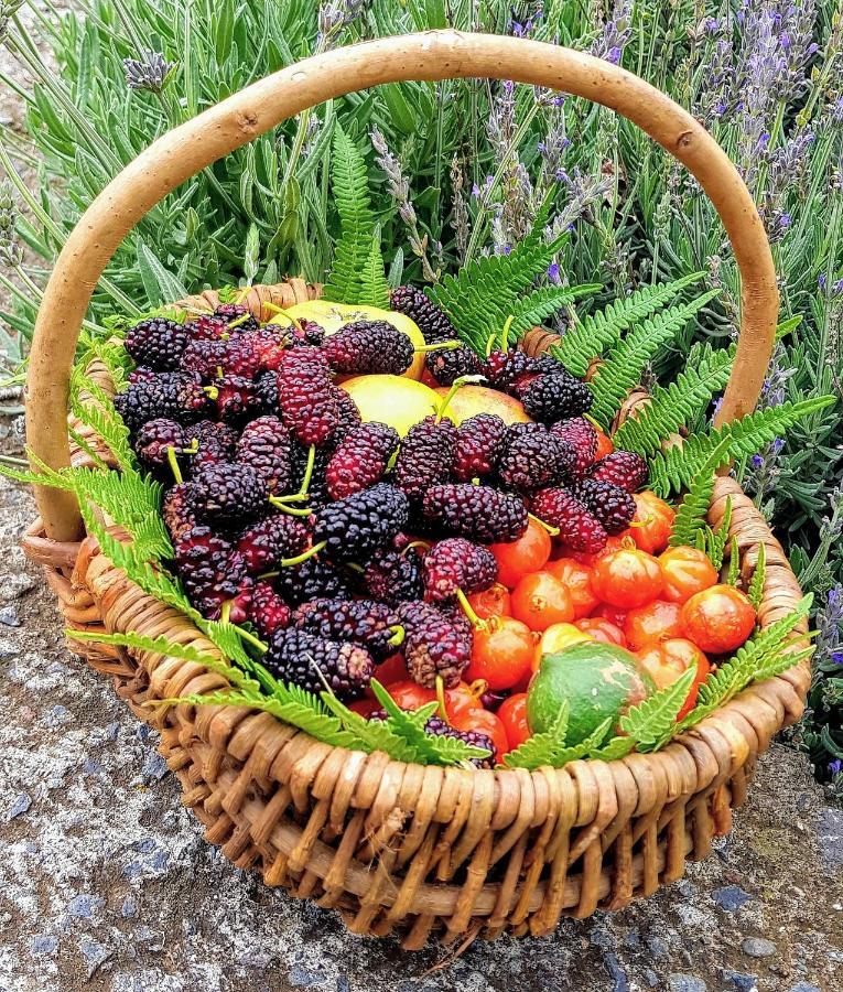 فندق Quinta Do Cabouco ريبيرا برافا المظهر الخارجي الصورة