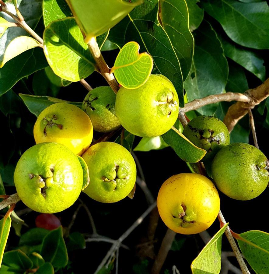 فندق Quinta Do Cabouco ريبيرا برافا المظهر الخارجي الصورة